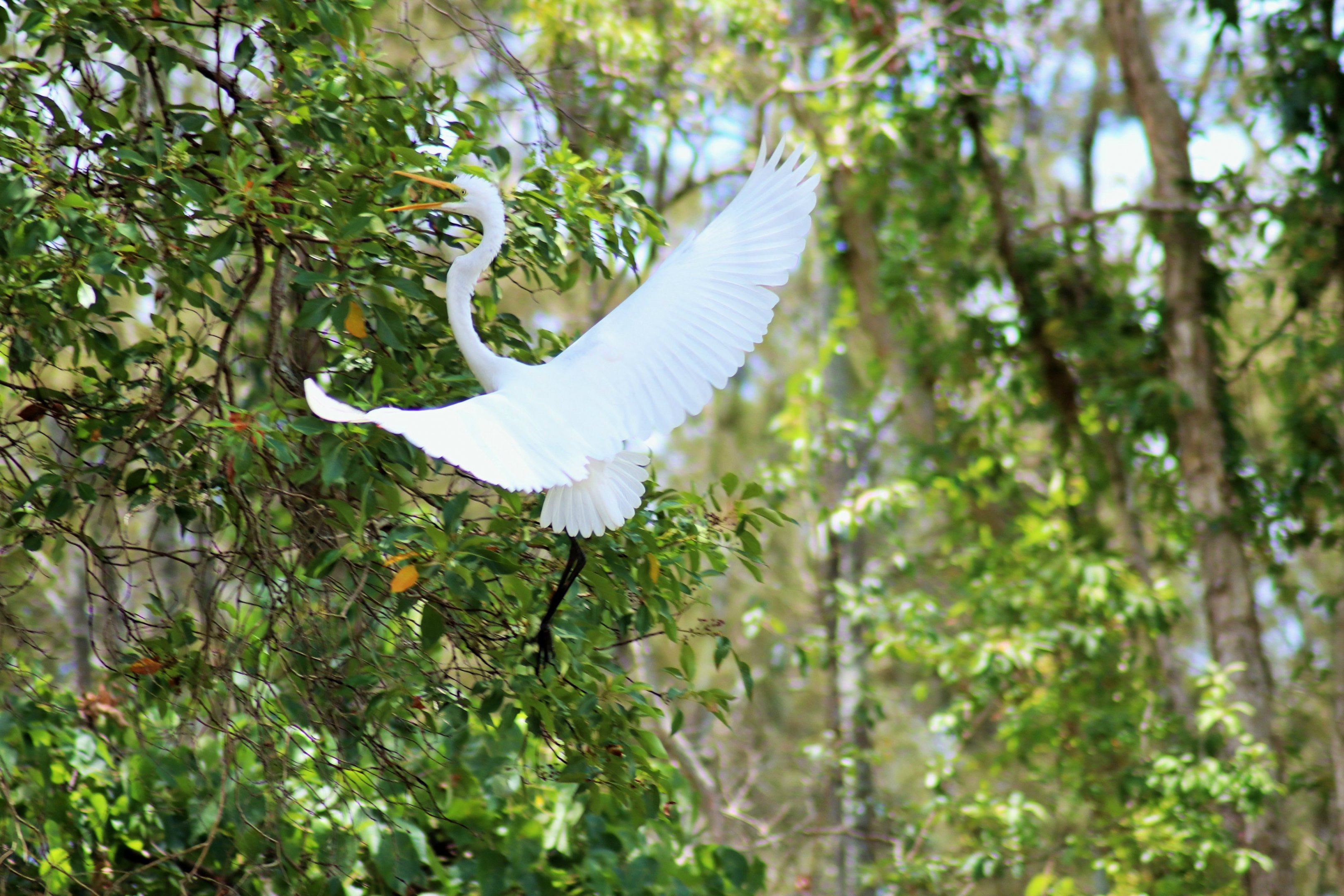 Great Egret (Ardea alba)