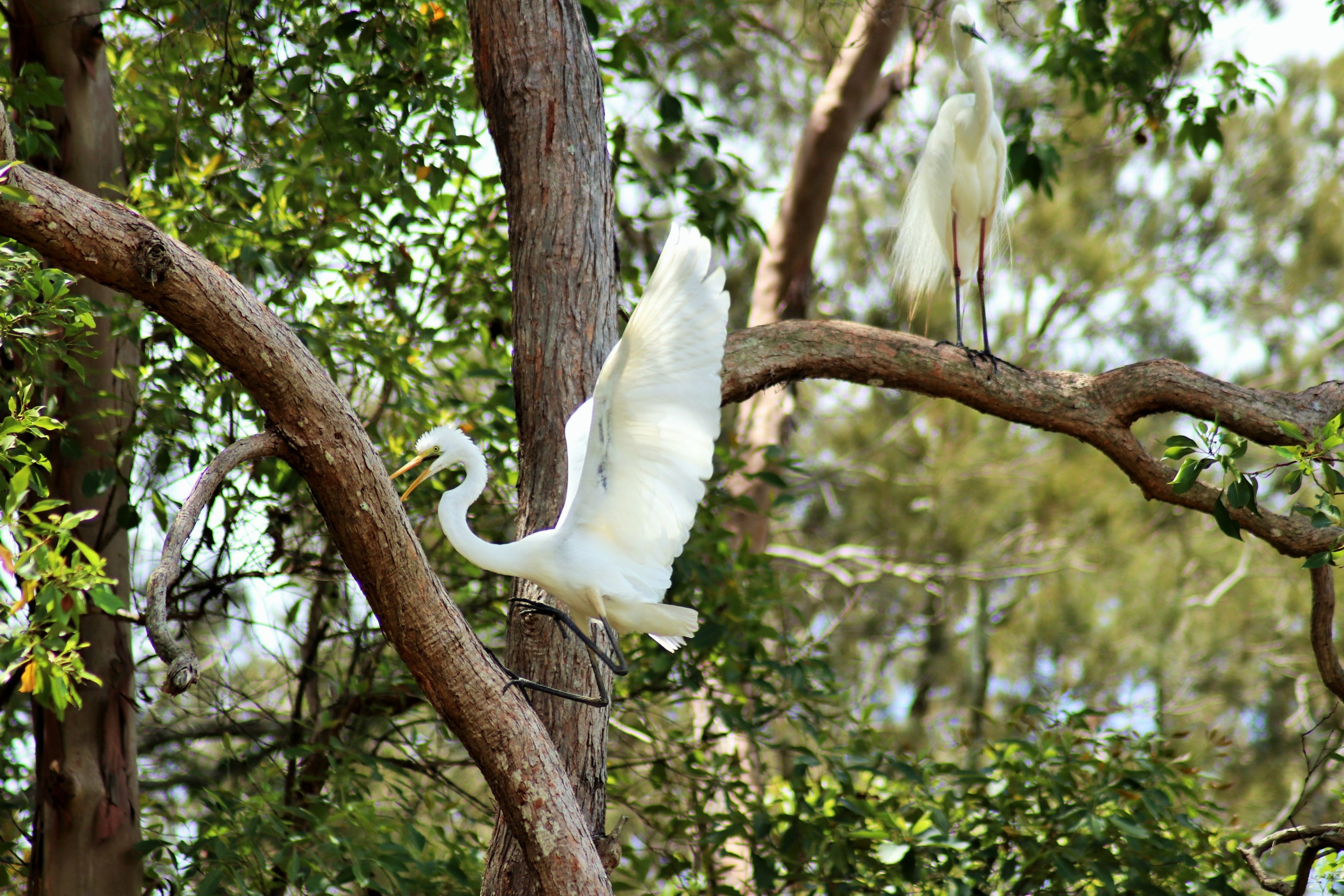 Great Egret (Ardea alba)