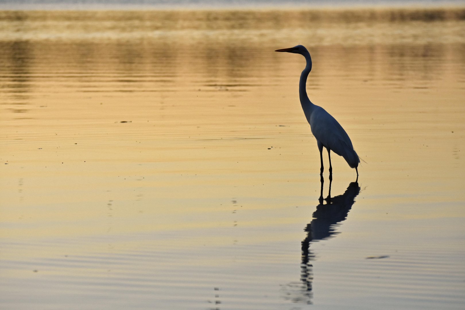 Great Egret (Ardea alba)