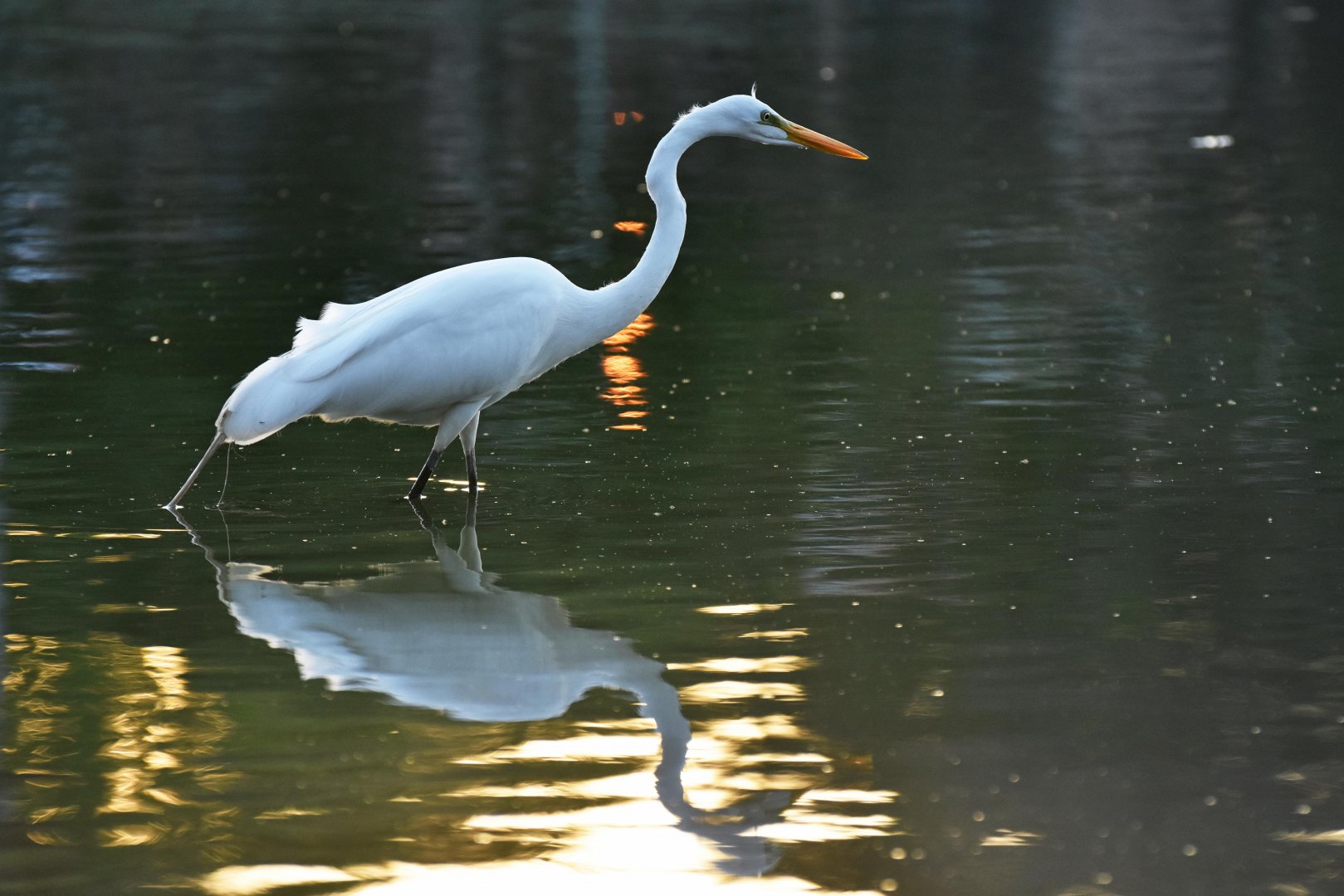 Great Egret (Ardea alba)
