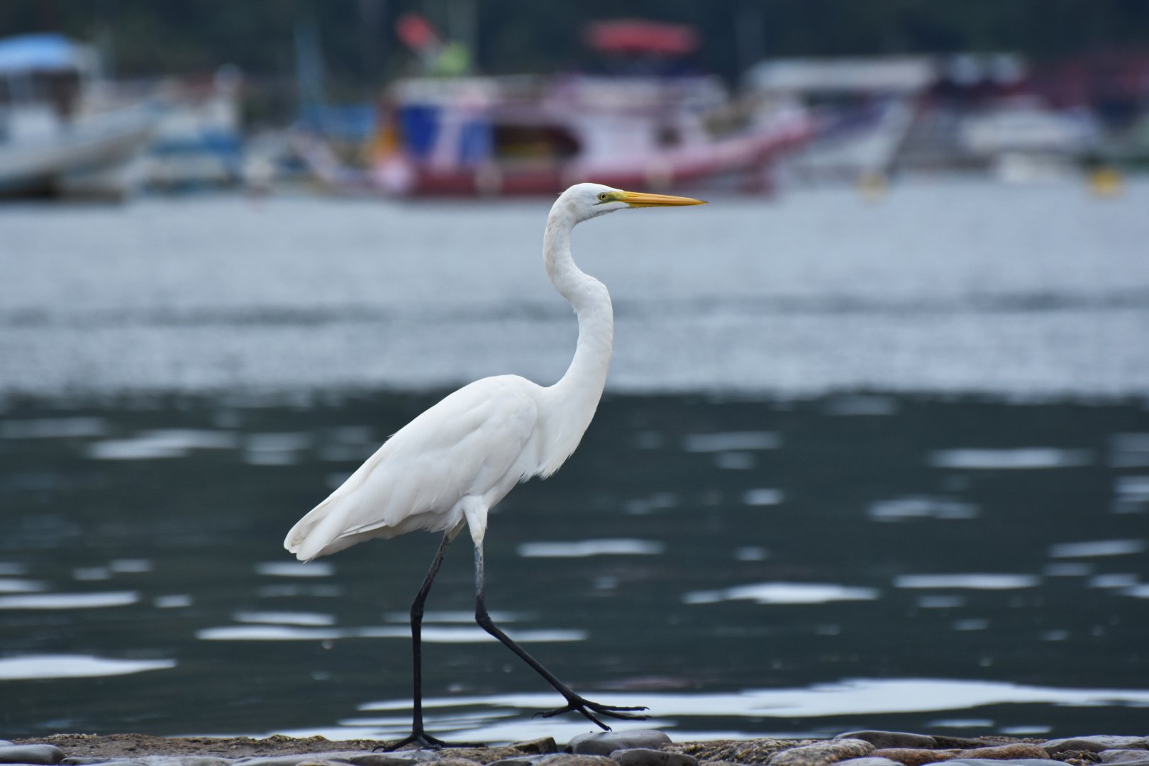 Great egret (Ardea alba)