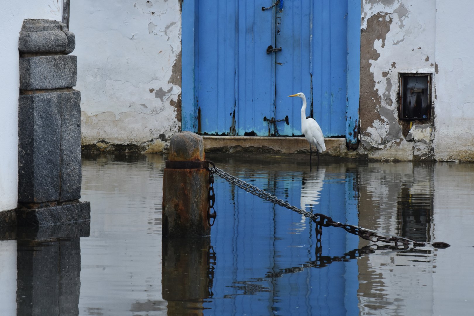Great egret (Ardea alba)