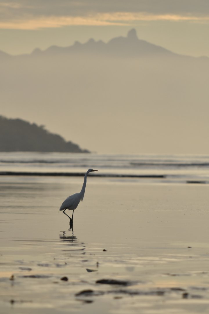 Great egret (Ardea alba)