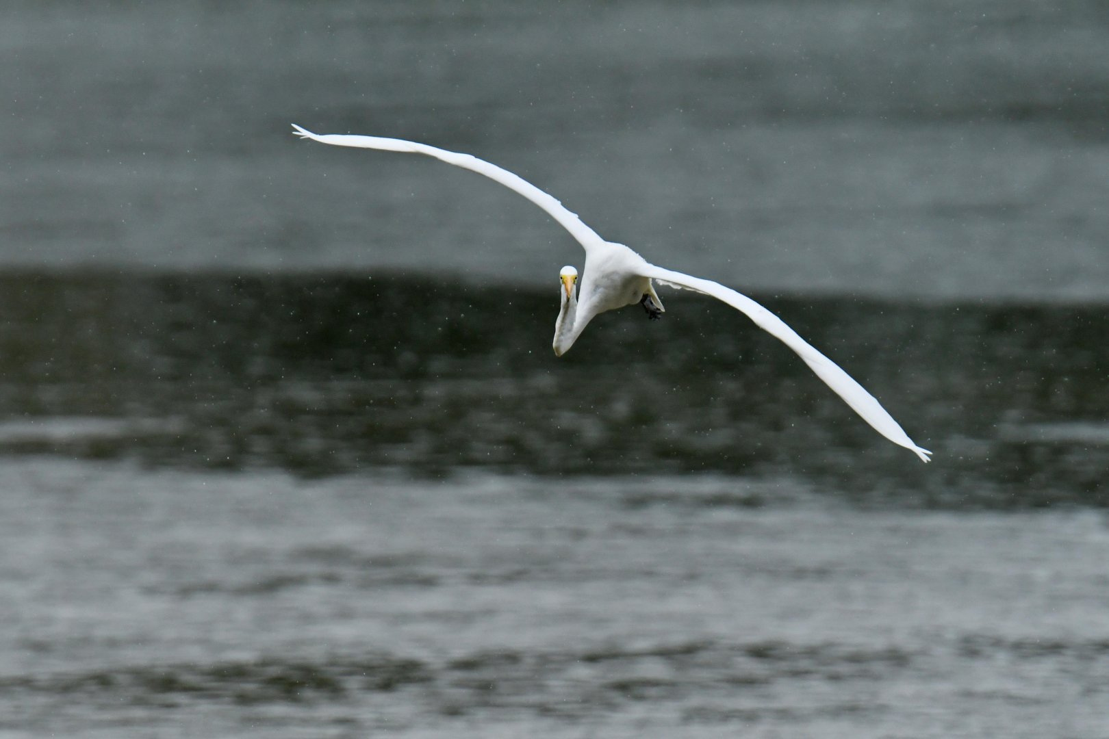 Great egret (Ardea alba)
