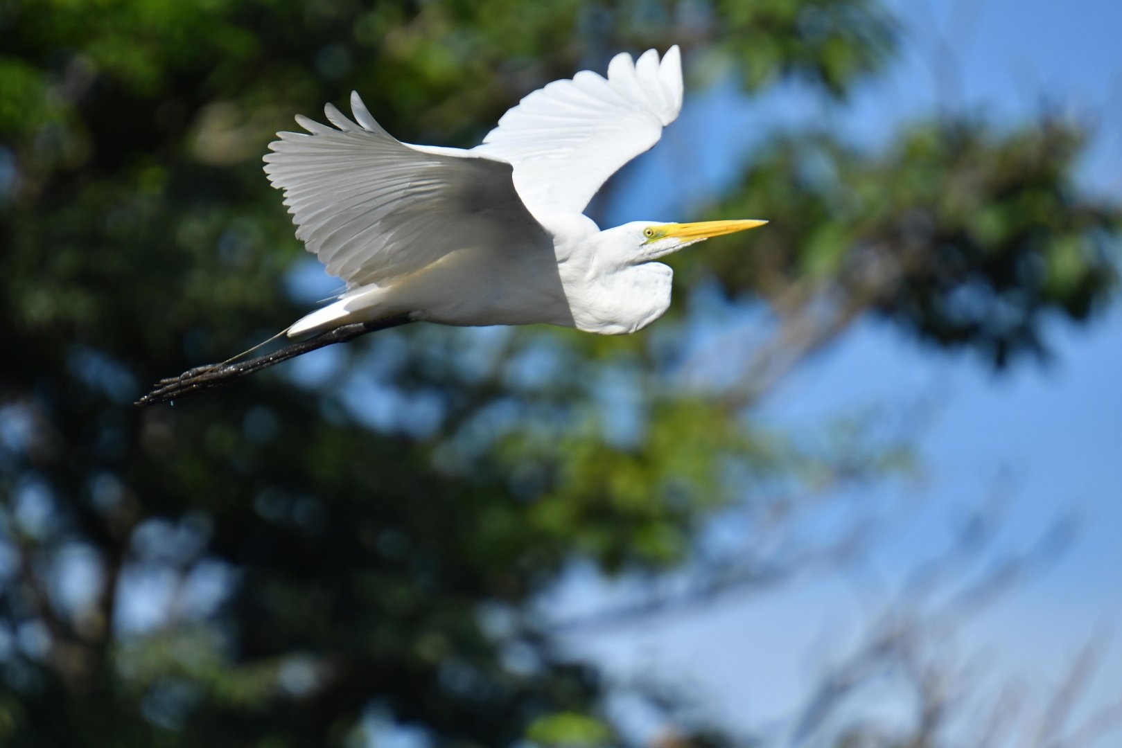 Great egret (Ardea alba)