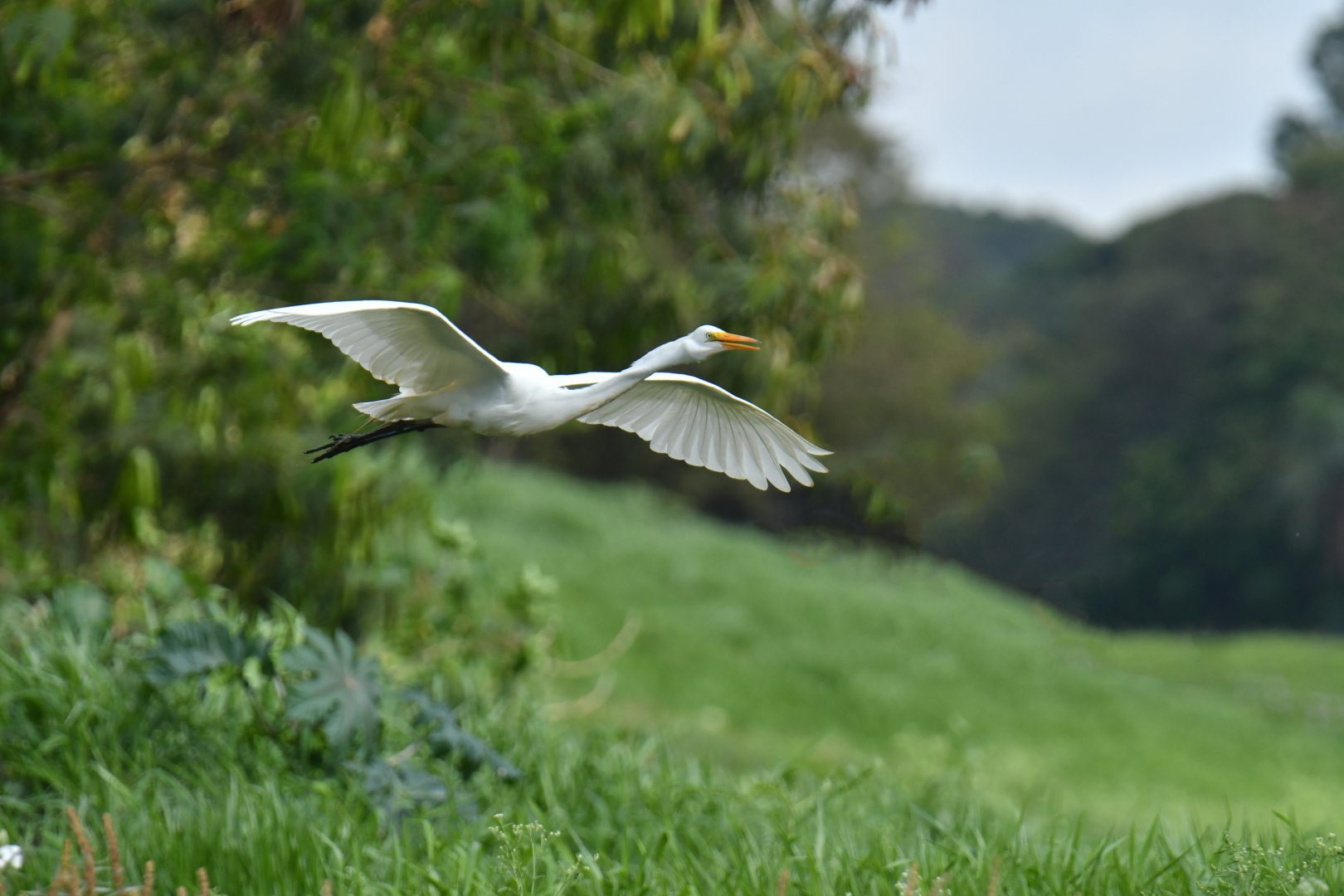 Great egret (Ardea alba)