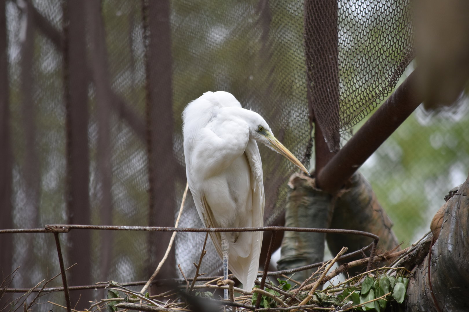 great egret (Ardea alba)