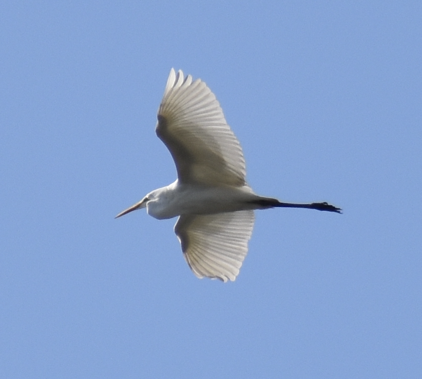 Great Egret(Ardea alba)