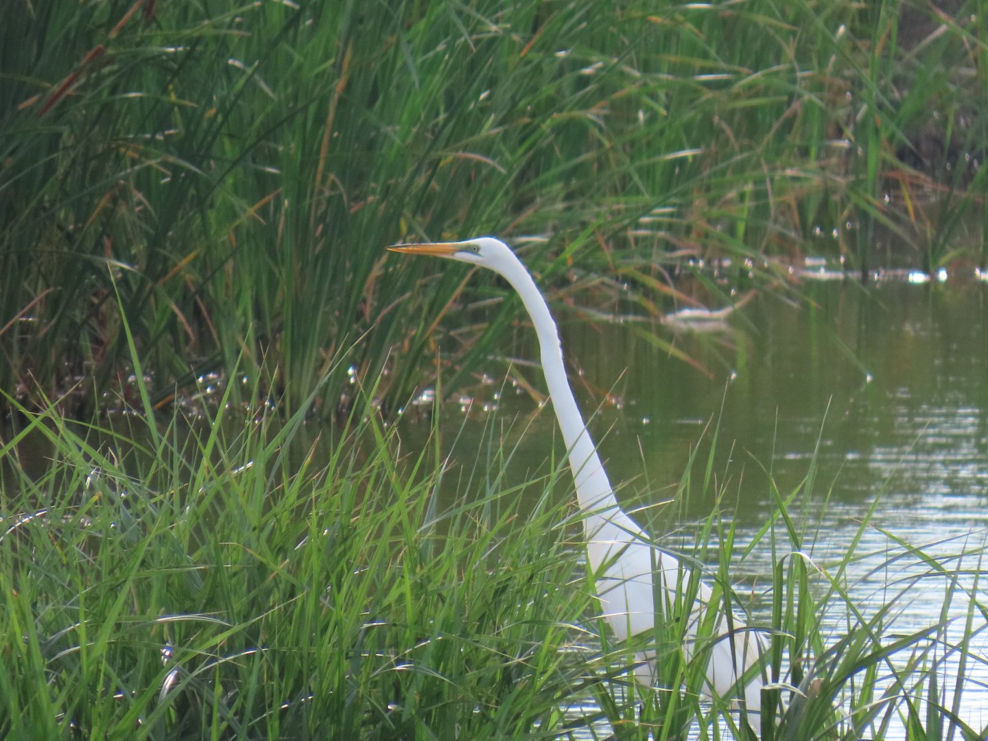 Great Egret (Ardea alba)