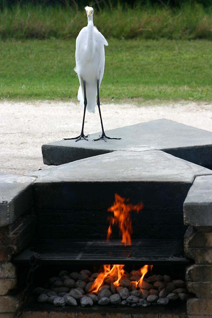 Great Egret at Fort De Soto, Fl.