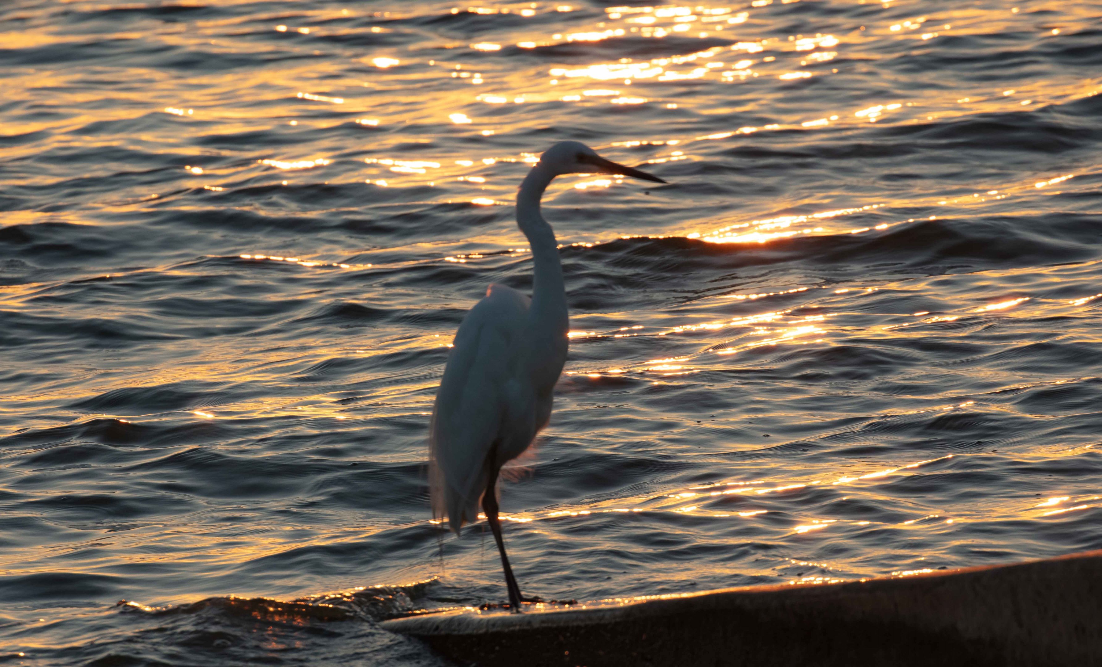 Great Egret at sunrise