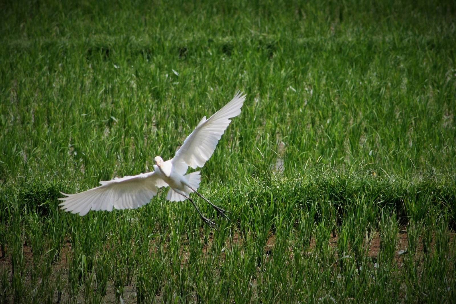 Great Egret - Bali