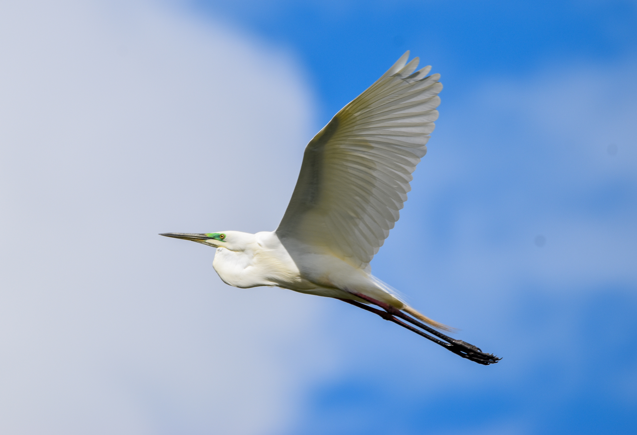 Great Egret (breeding flush)
