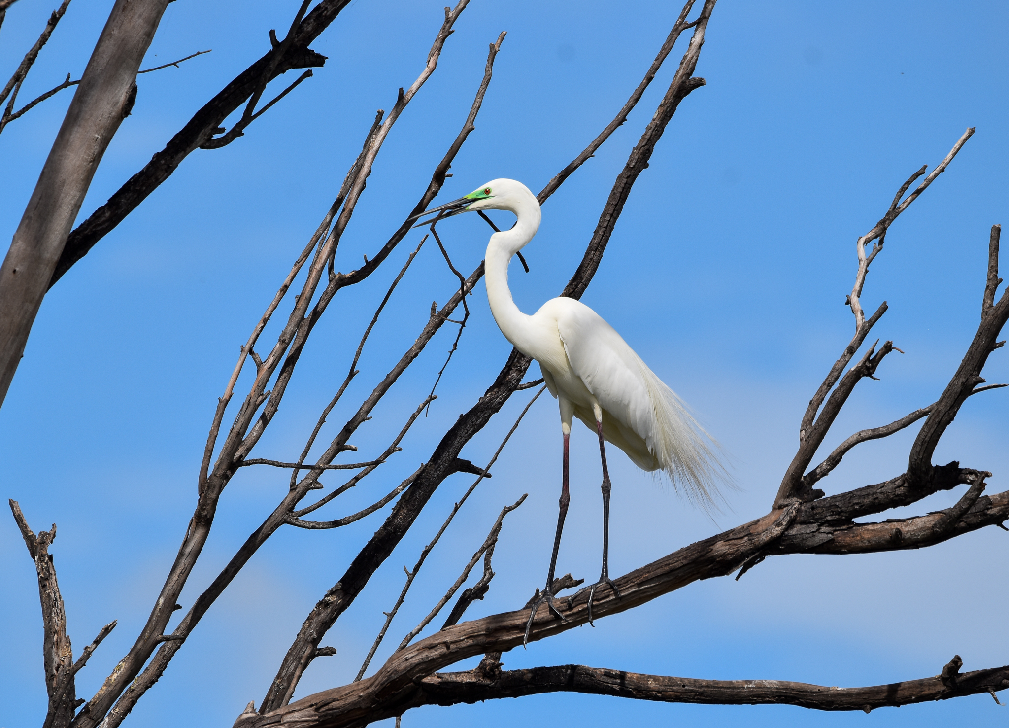 Great Egret (breeding flush)