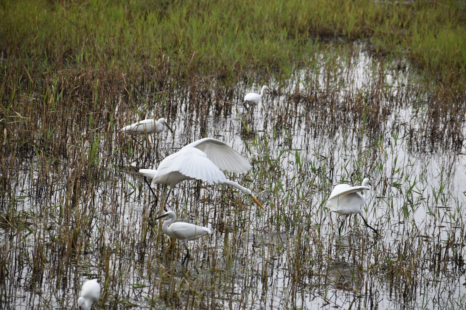 Great Egret chasing a Little Egret, Kasai seaside park bird sanctuary