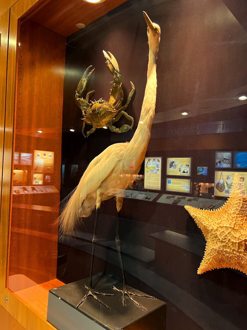 Great Egret, Crab & Starfish