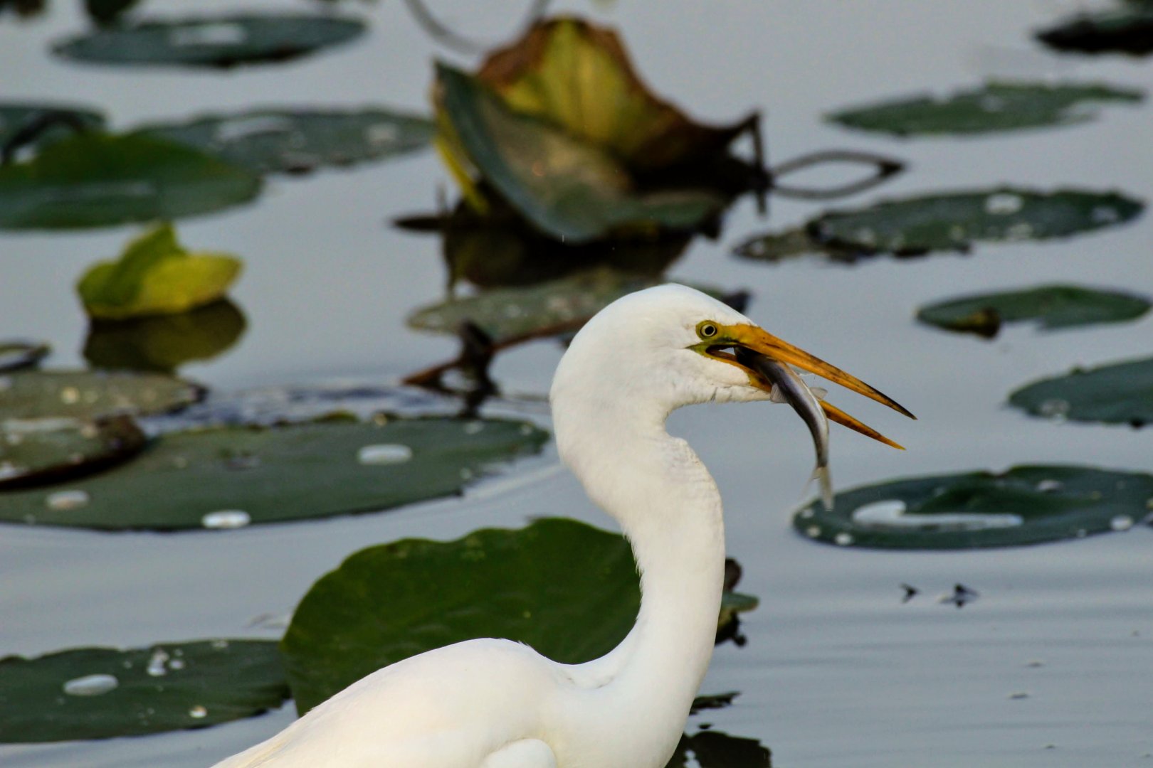 Great Egret eating a fish