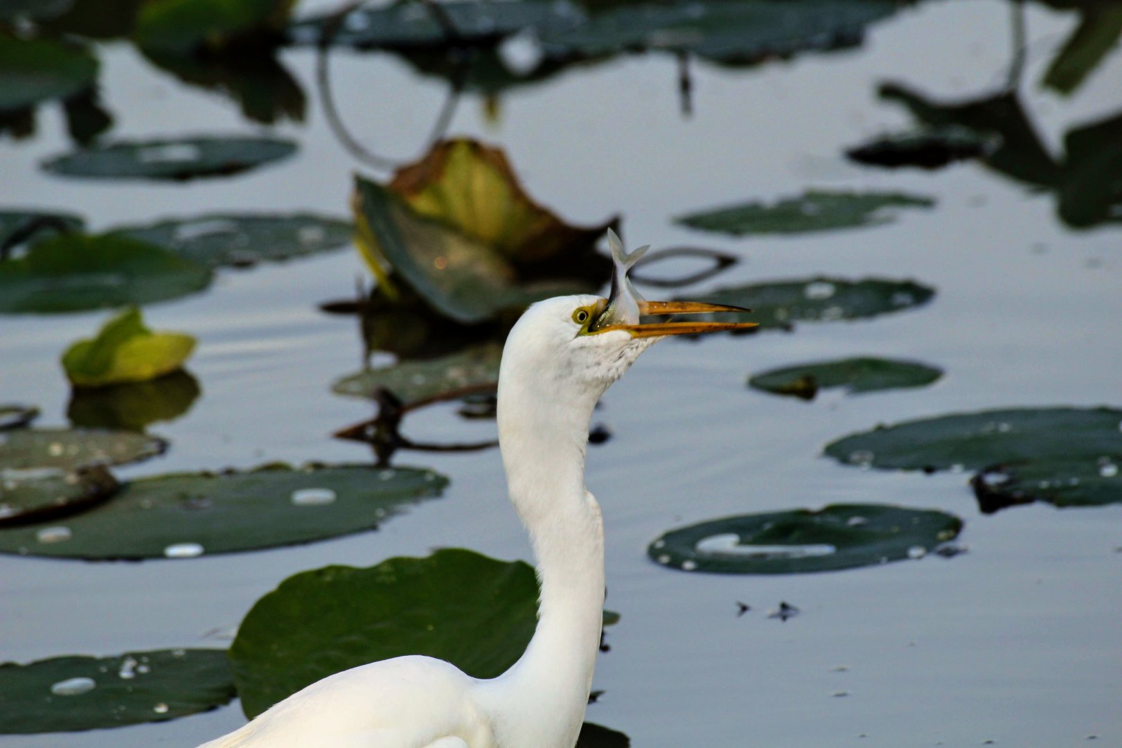 Great Egret eating a fish