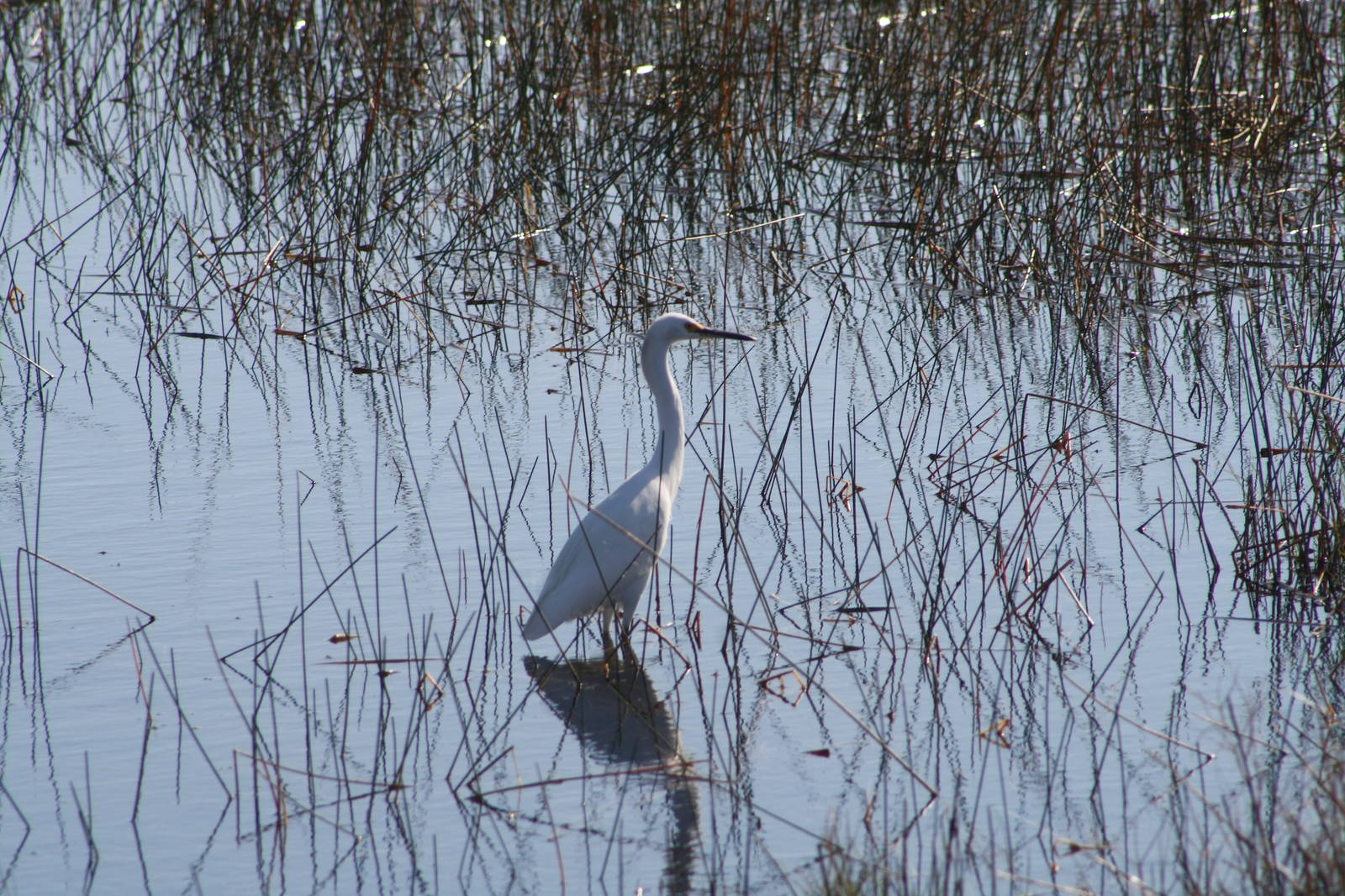 Great Egret - Florida.