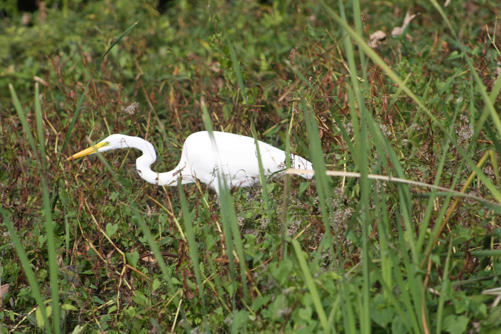 Great Egret - Florida