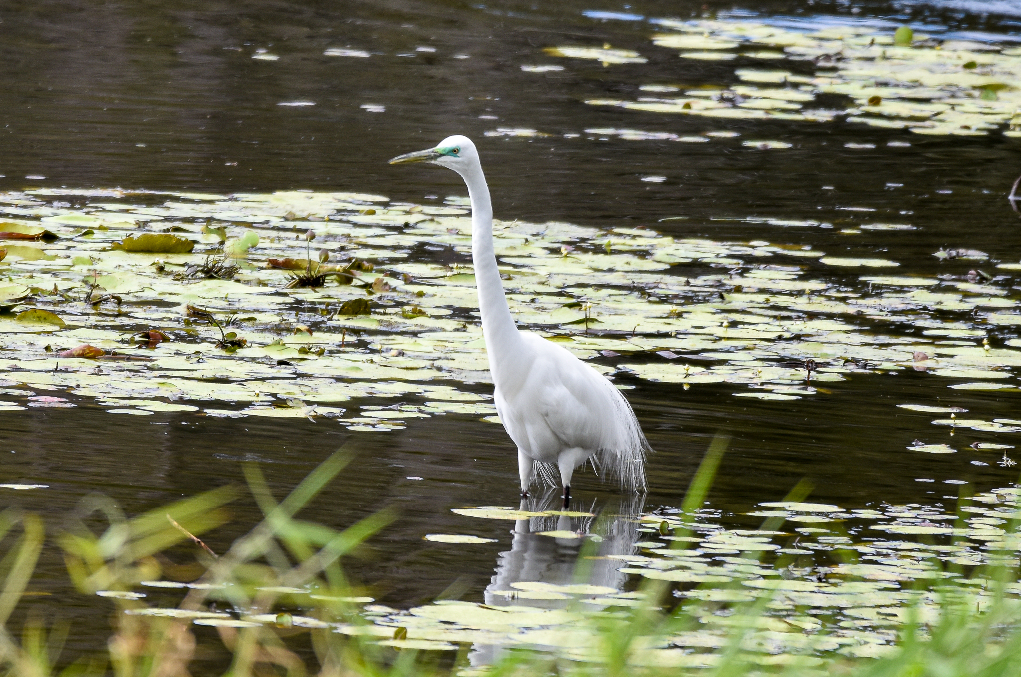 Great Egret in breeding flush
