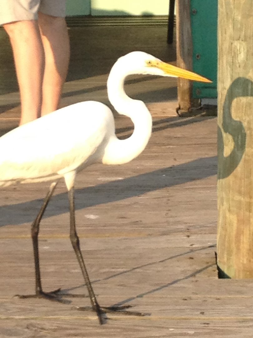 Great Egret in North Carolina