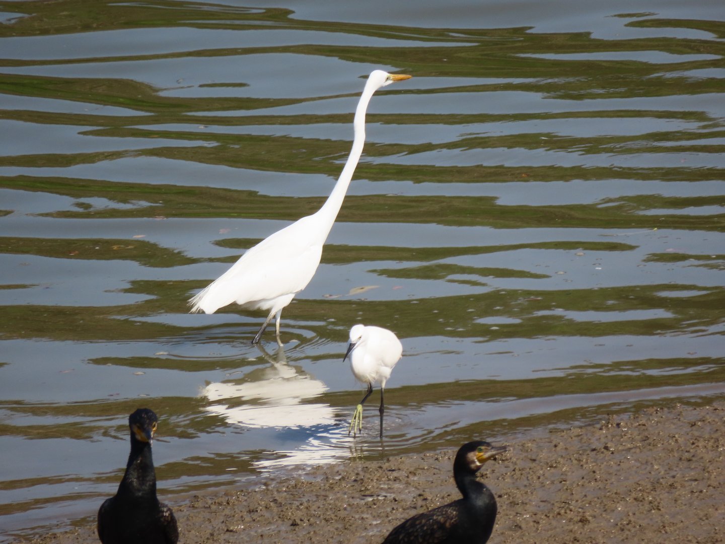 Great egret+ Little egret