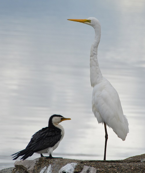 Great egret + Little pied cormorant