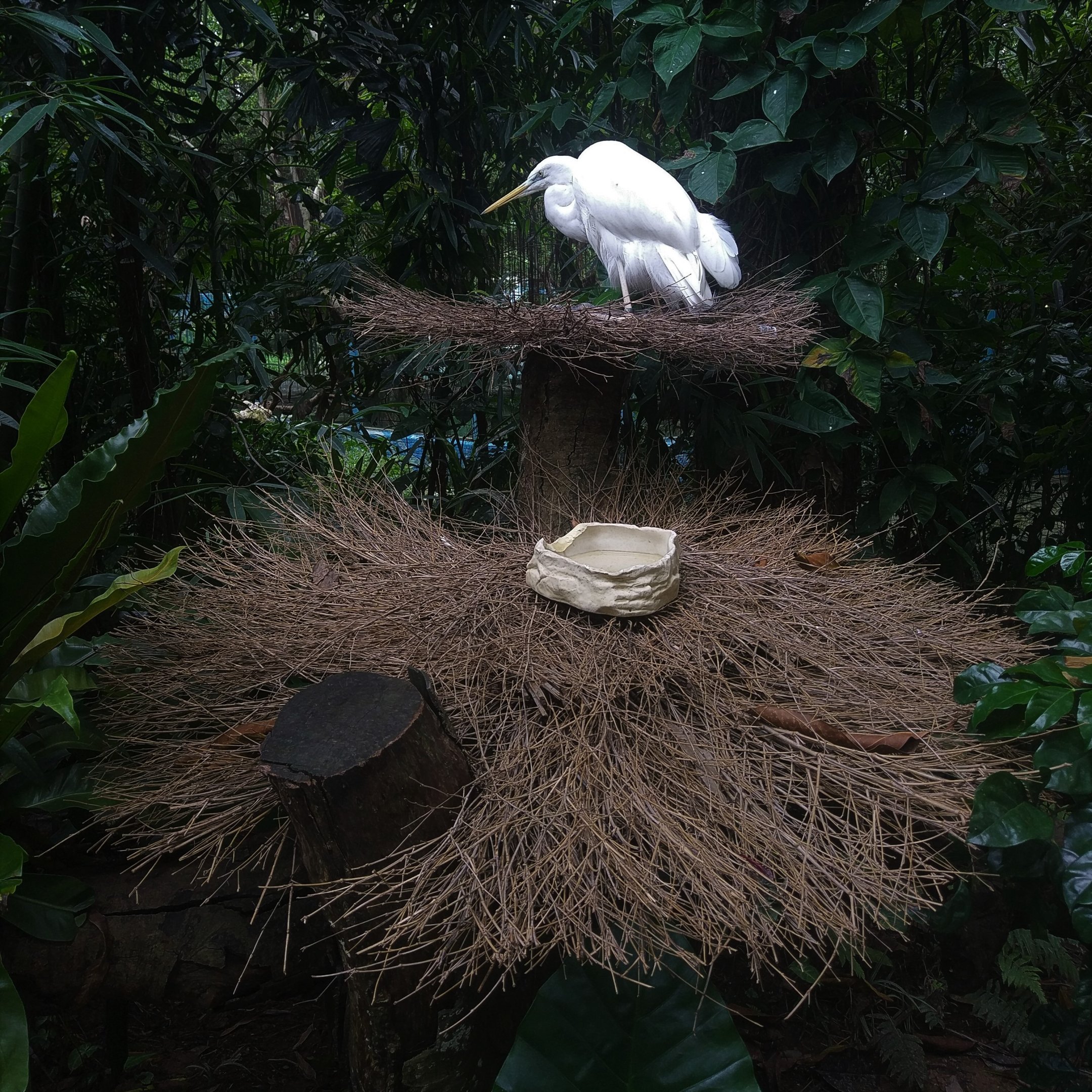 Great Egret on a Stick