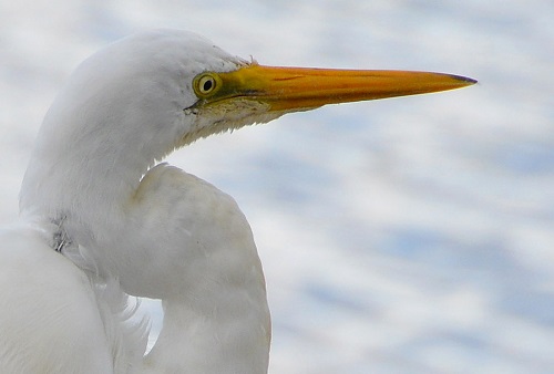 Great egret portrait