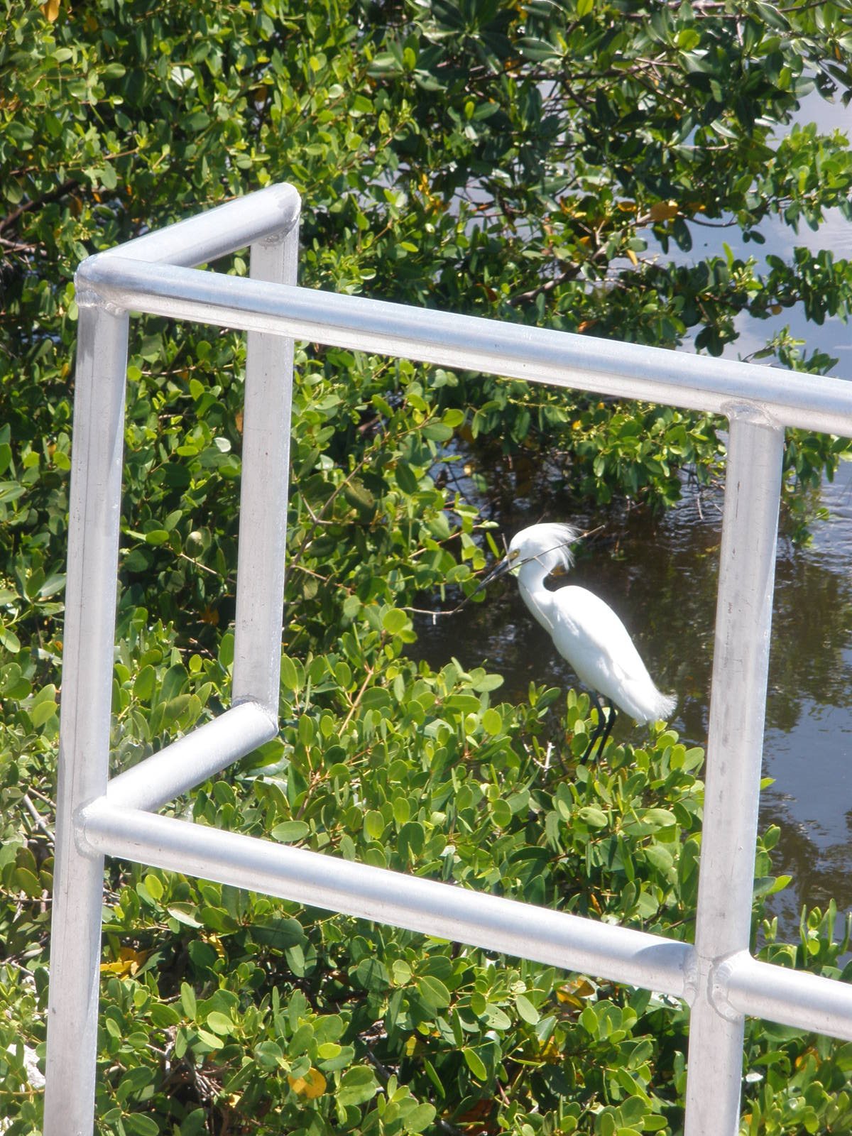 Great Egret, Sanibel Island FL 2012