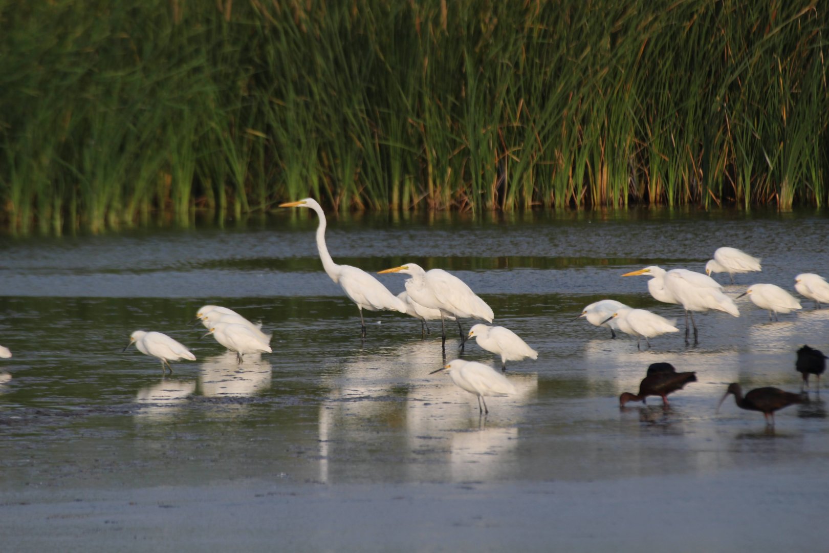 Great Egret, Snowy Egret, & White-faced Ibis