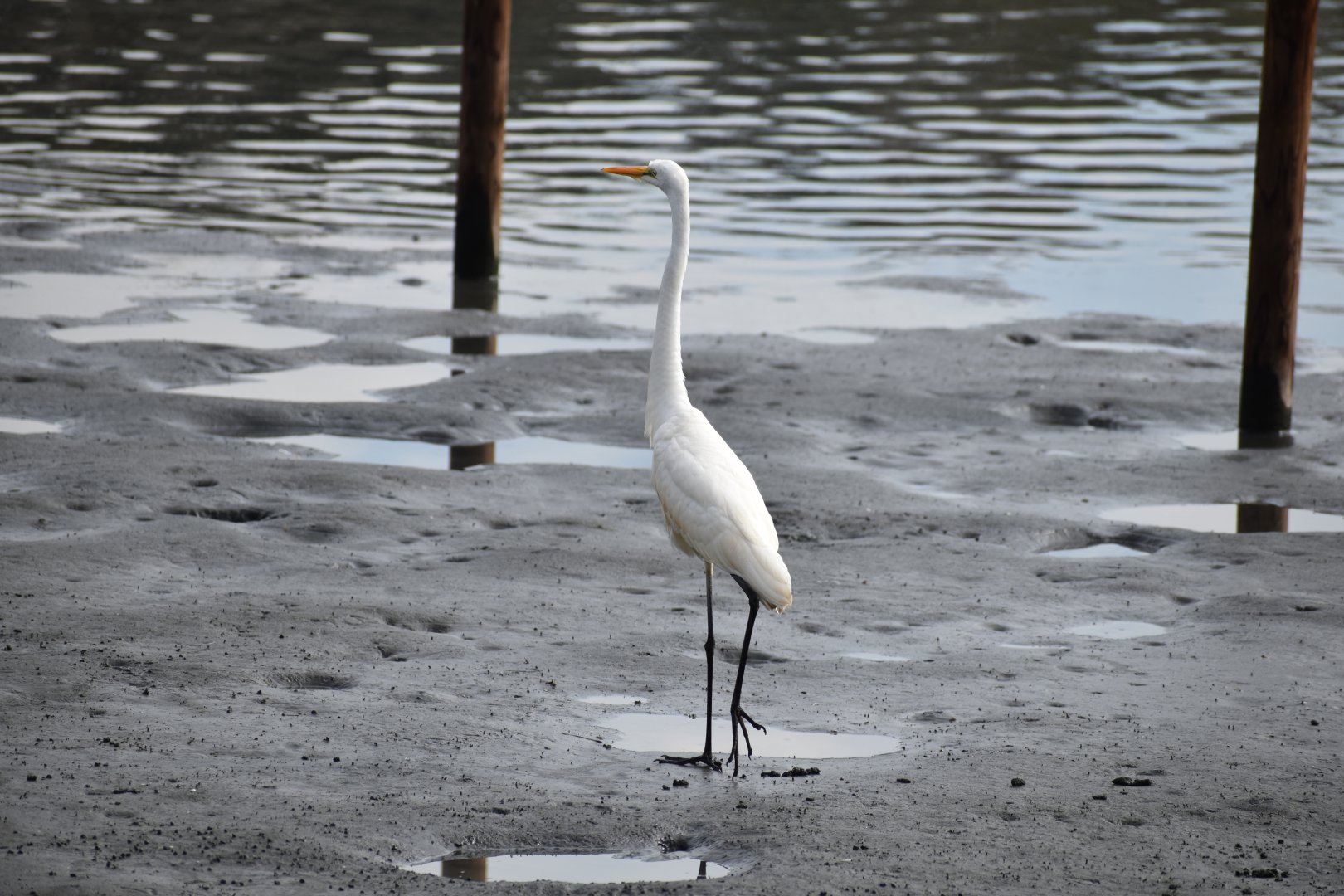 Great Egret - Tokyo Port Wild Bird Park