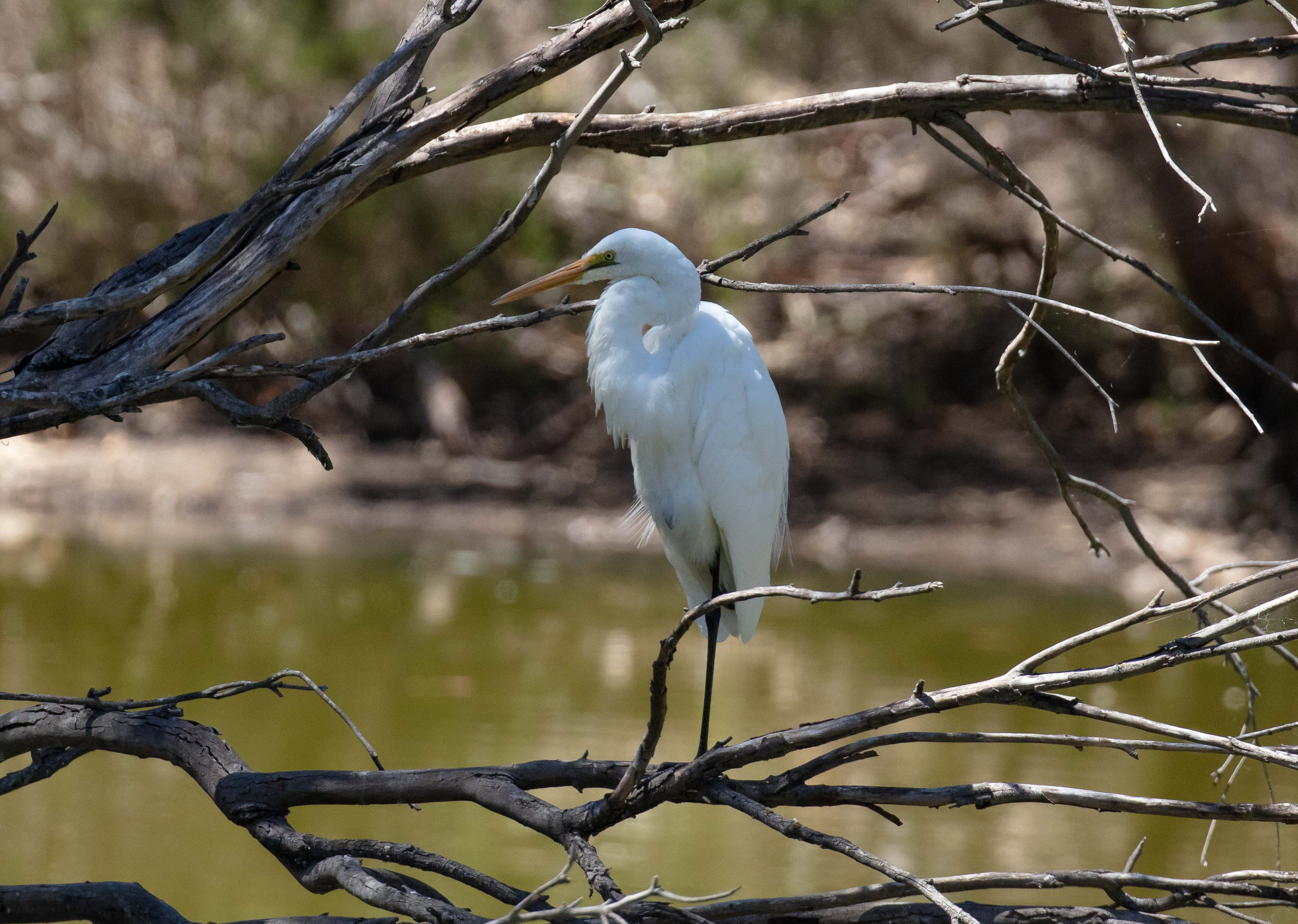 Great Egret (wild bird)