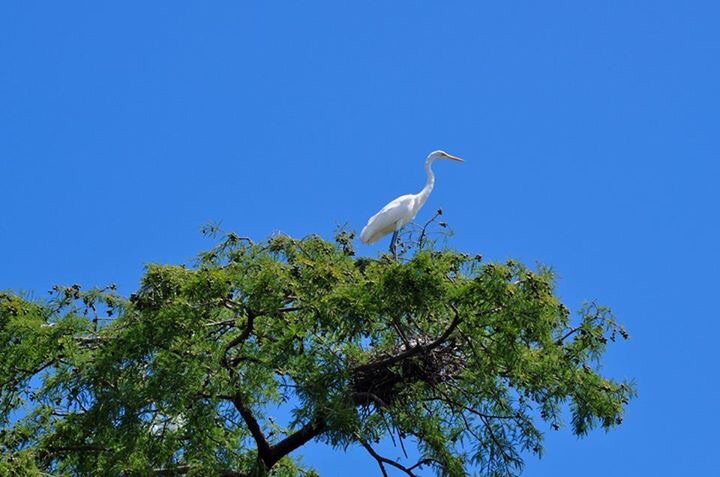 Great Egret wild