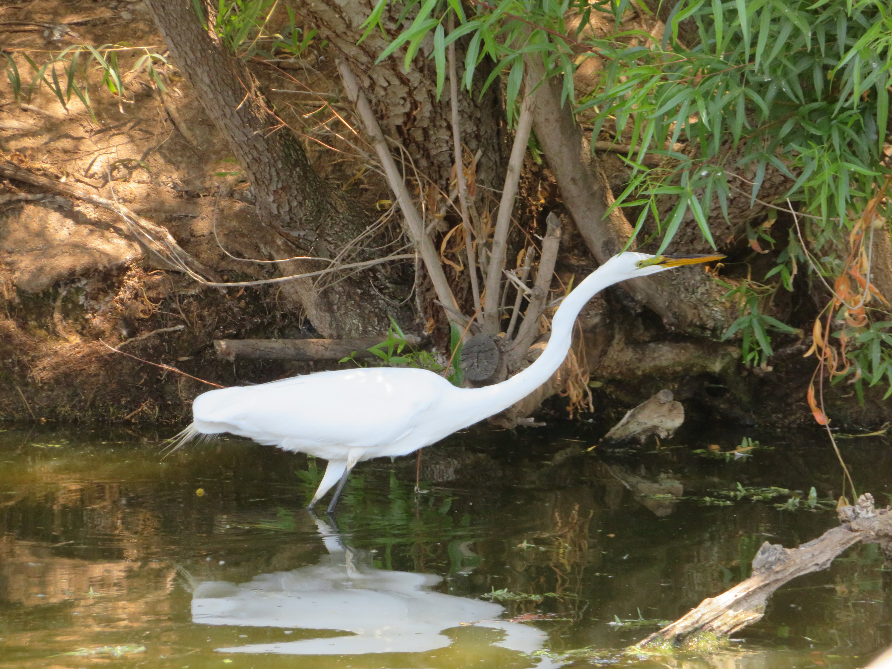 Great Egret (Wild)
