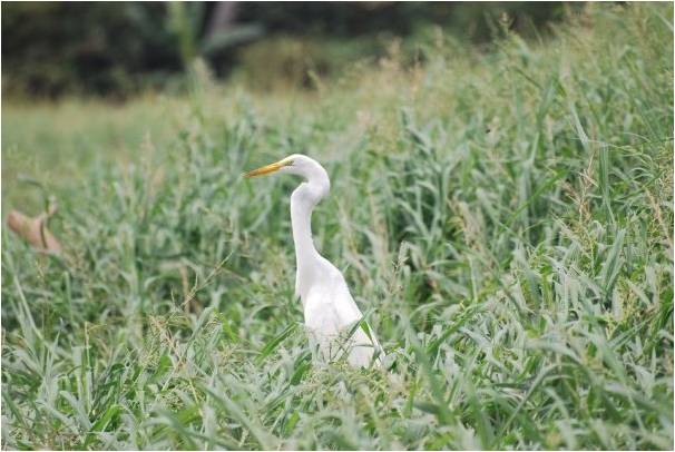 Great egret with a throat bulge
