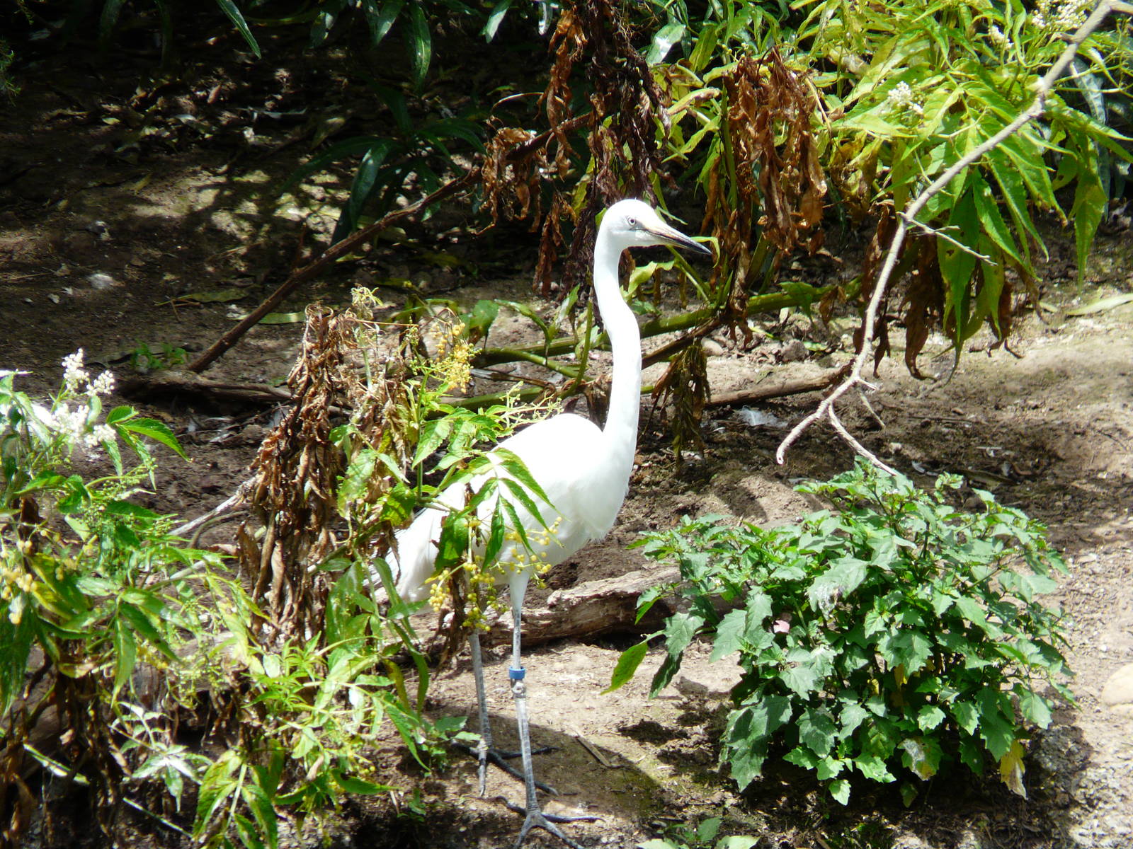 Great egret