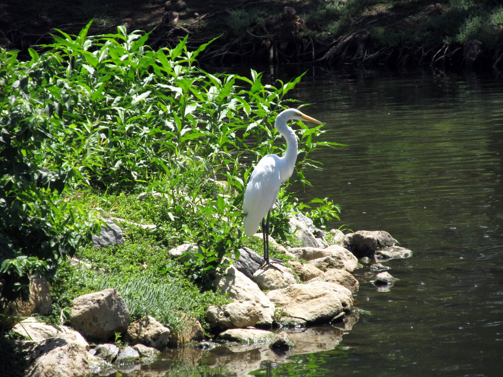 Great Egret