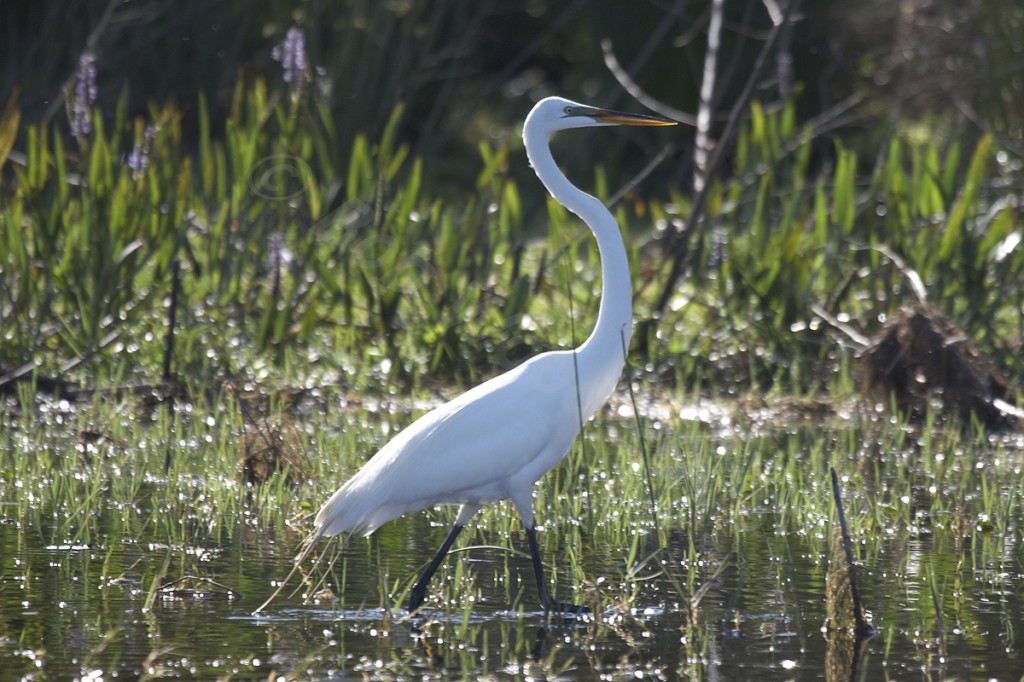 Great Egret