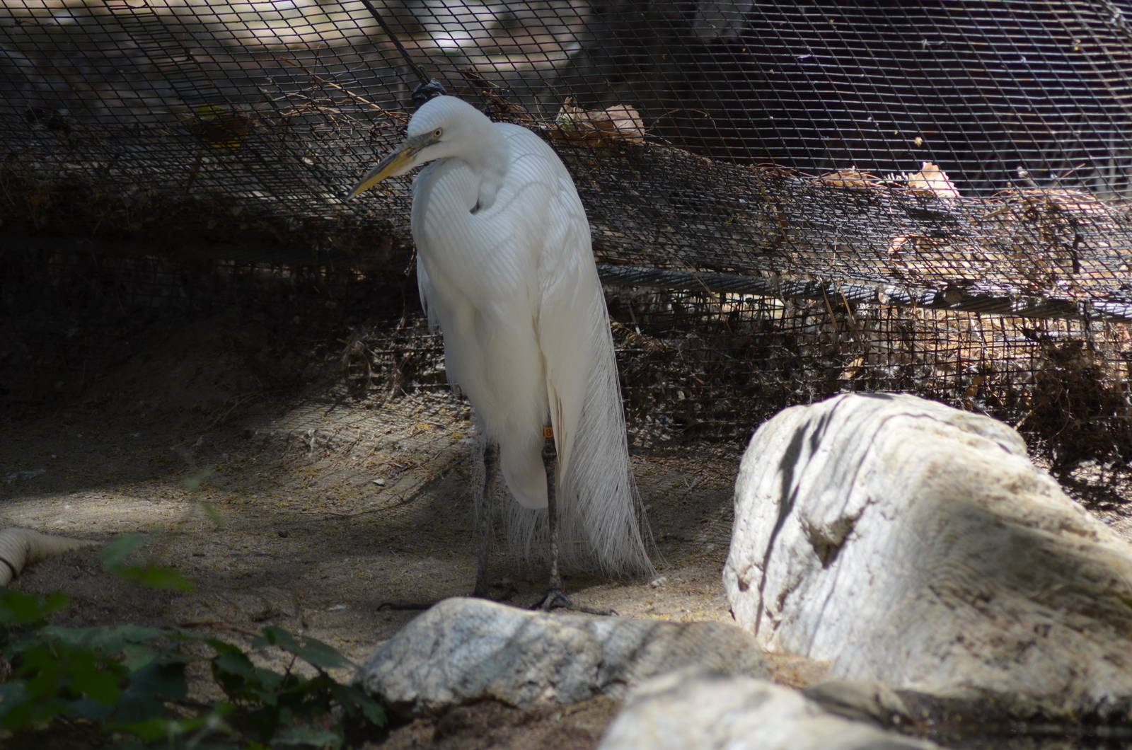 Great Egret