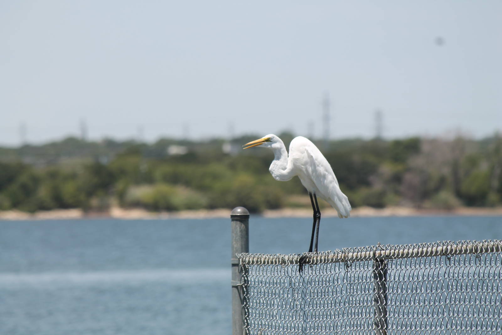 Great Egret