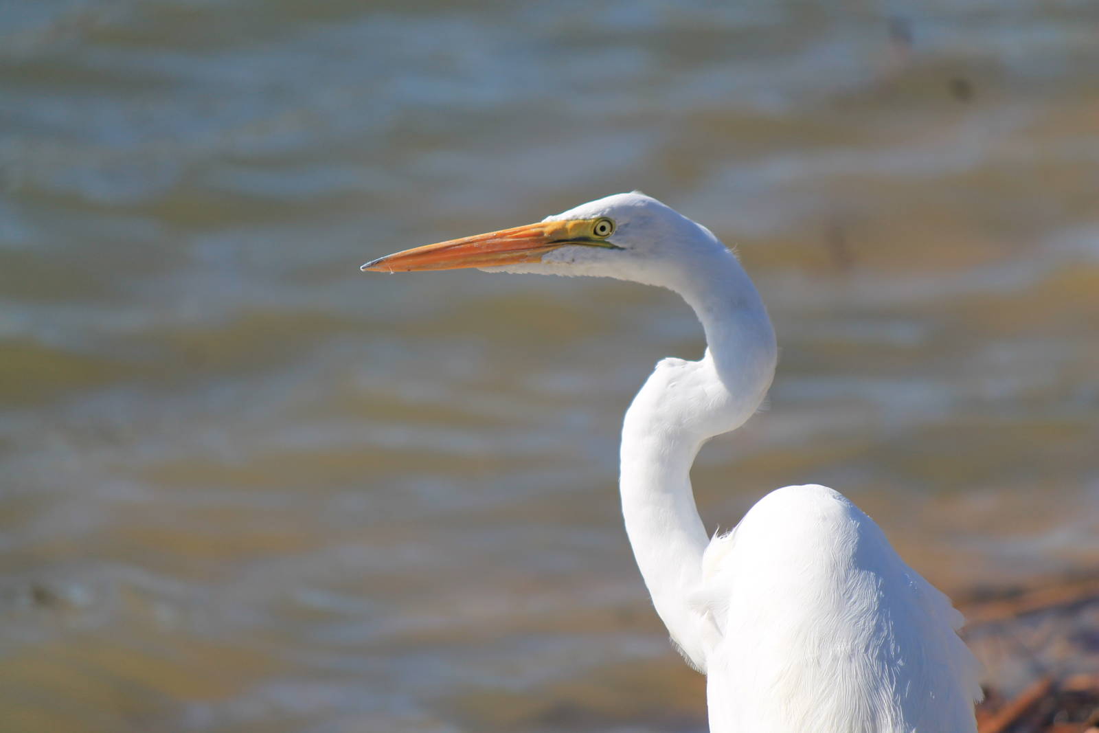 Great Egret