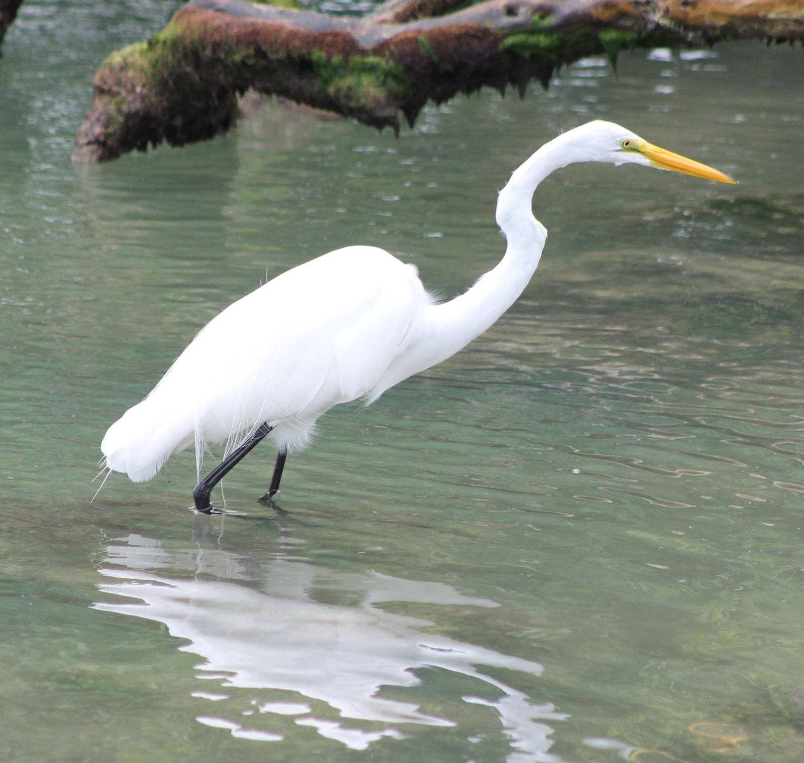 Great egret