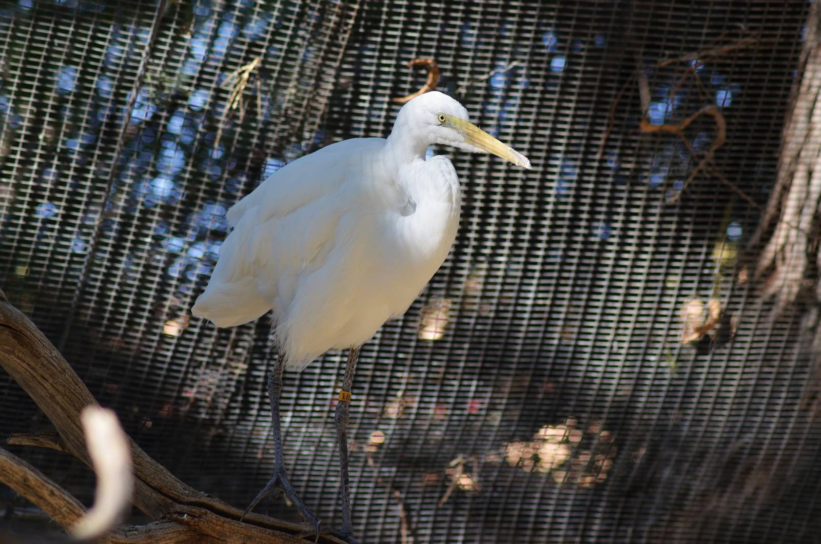 Great Egret