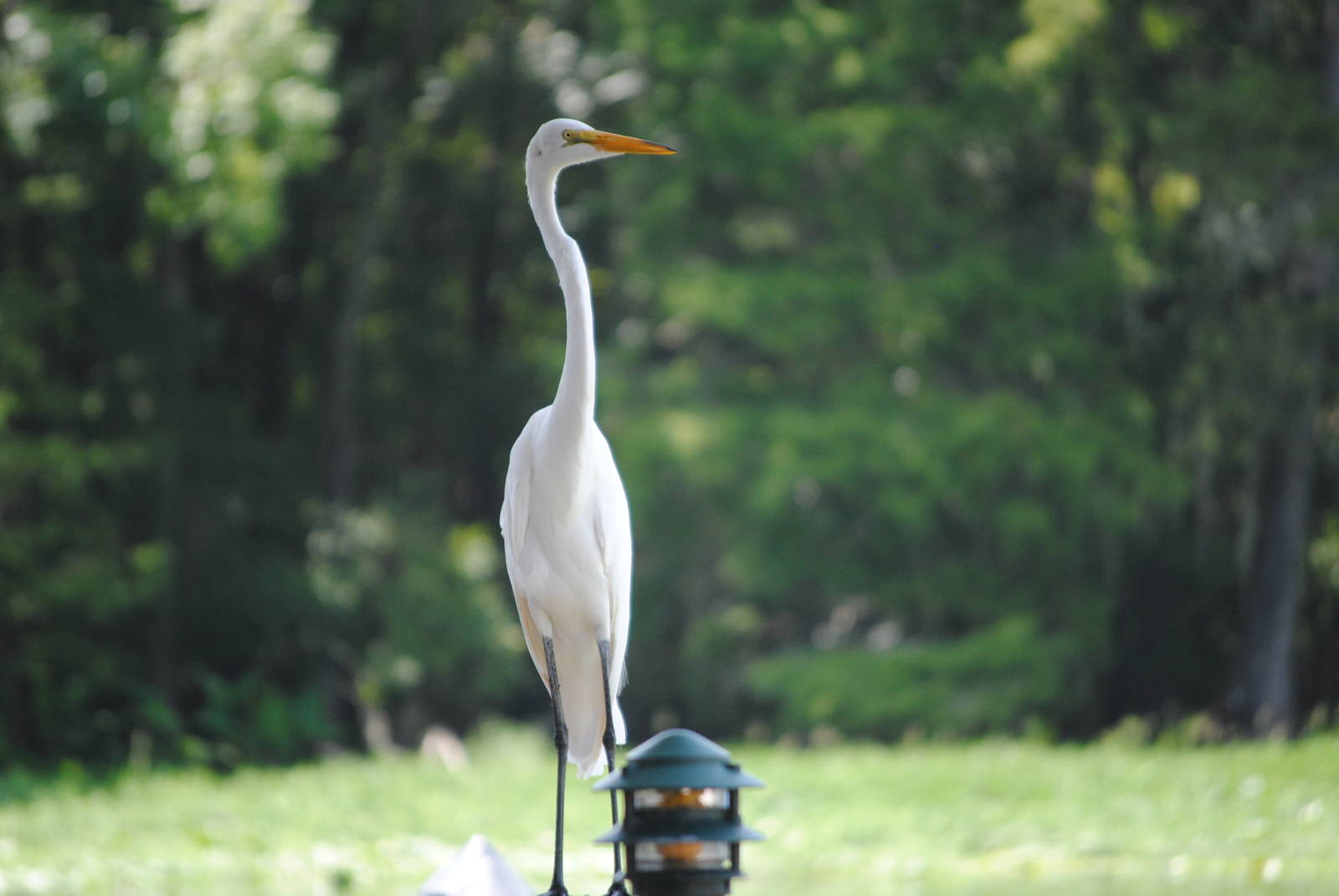 Great Egret