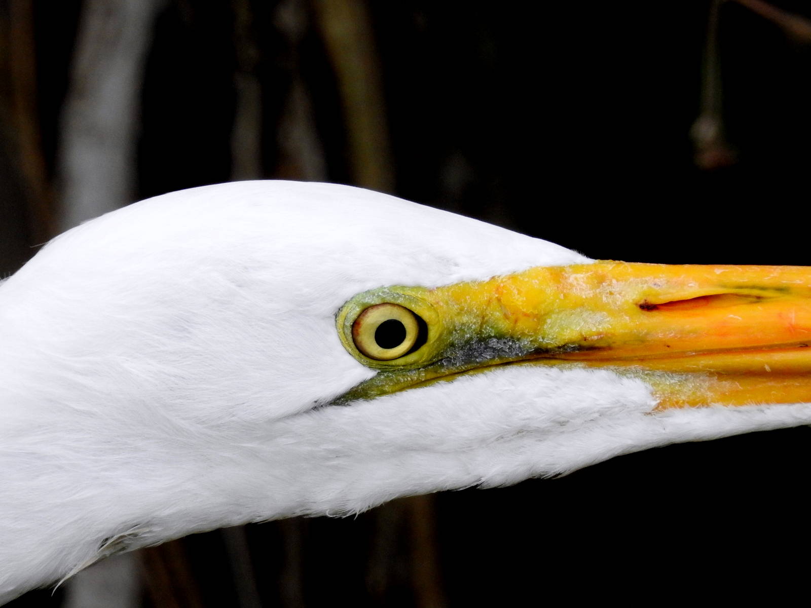 Great Egret