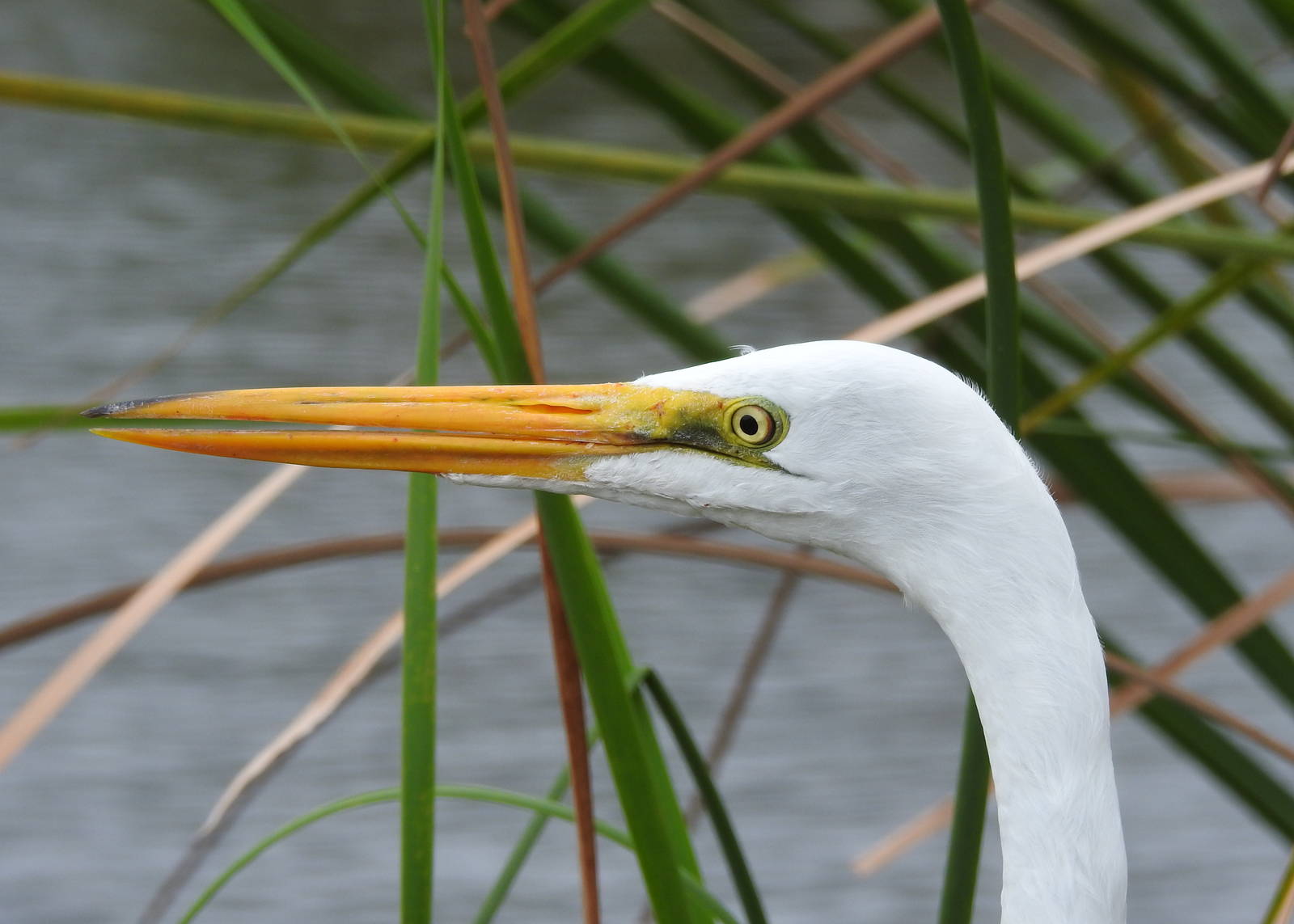 Great Egret