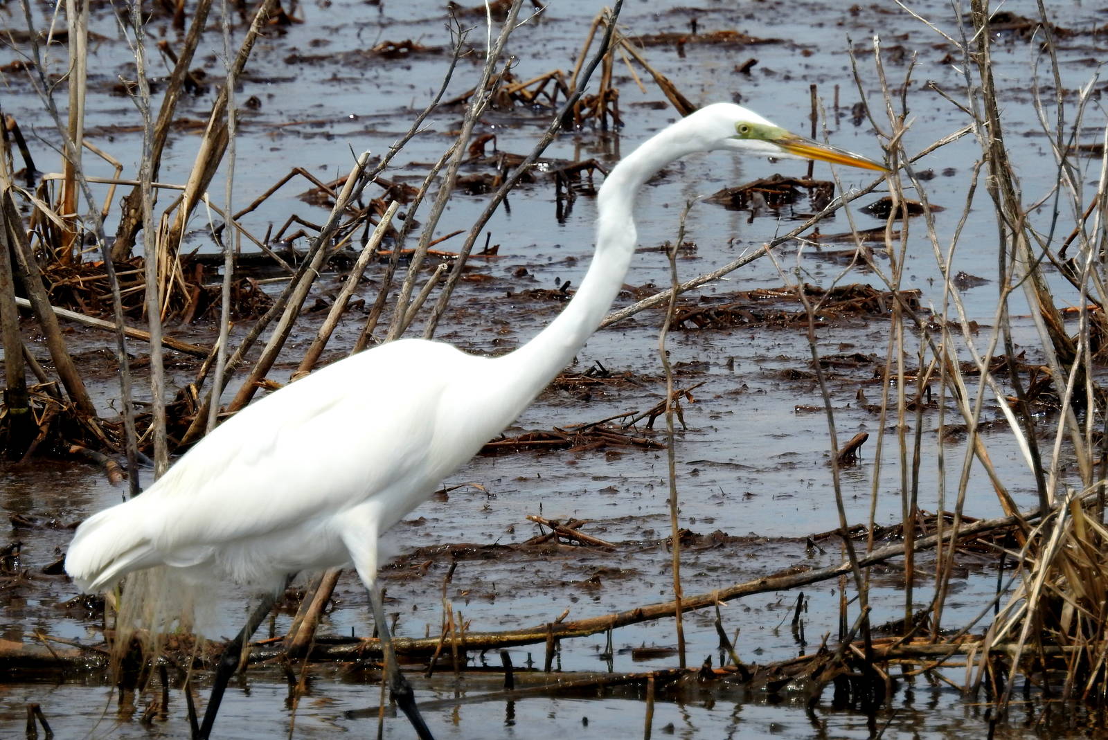Great Egret