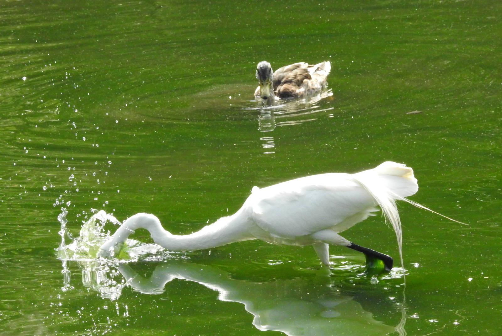 Great Egret